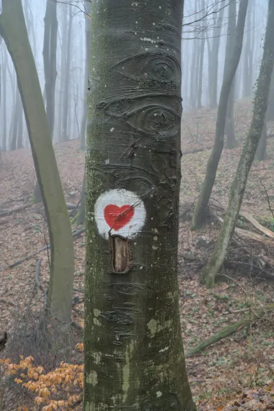Ein Baum mit einer aufgemalten Augenform und einem roten Herz im nebligen Wald von Fruska Gora.