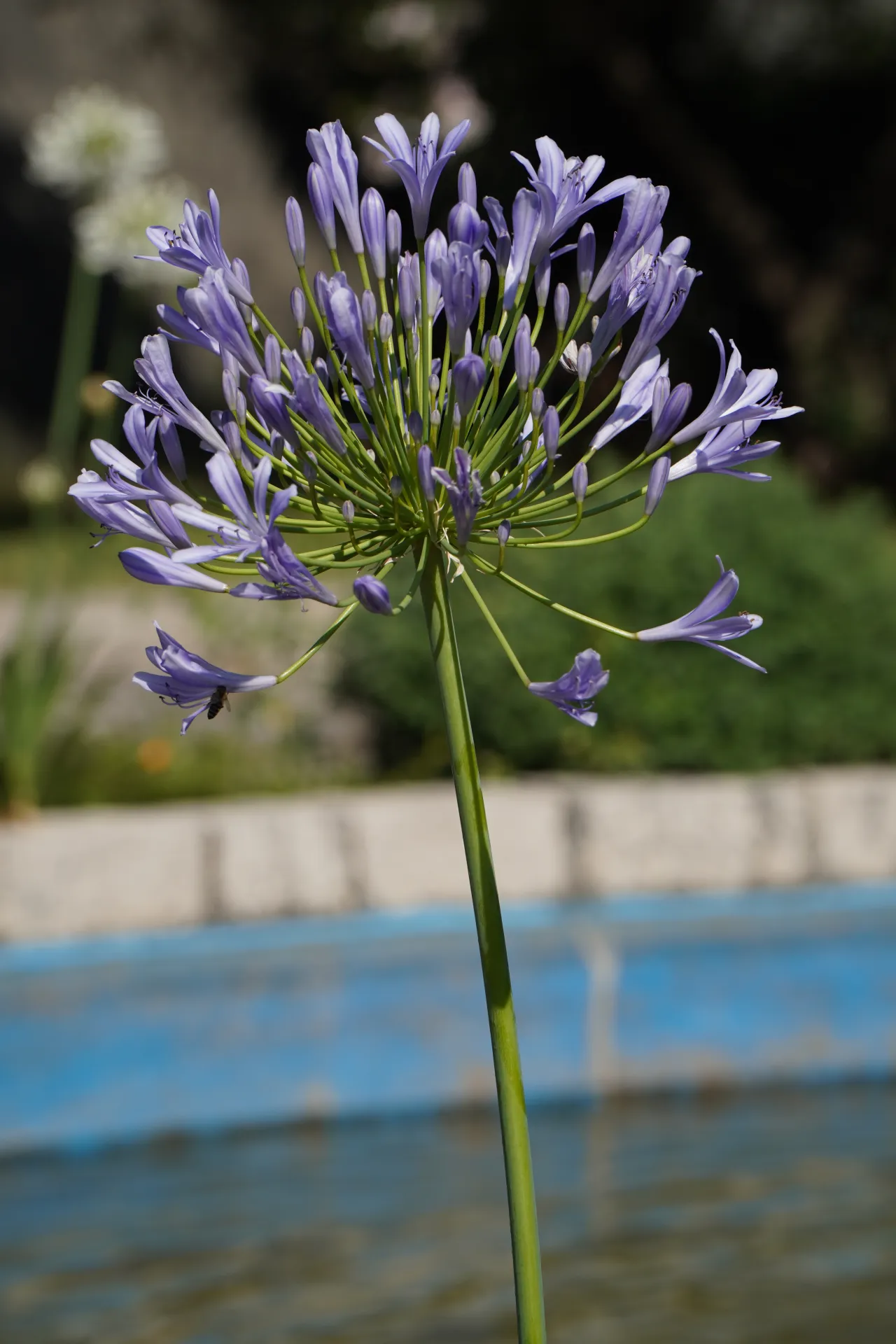 A detailed shot of a purple Agapanthus flower in bloom, with a bee on a petal, in front of a blurred background of green foliage and a blue pool in Kotor, Montenegro.
