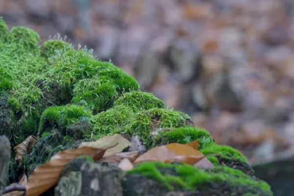Kamen prekriven mahovinom sa kapljicama rose u šumi „Fruška Gora“, Srbija.