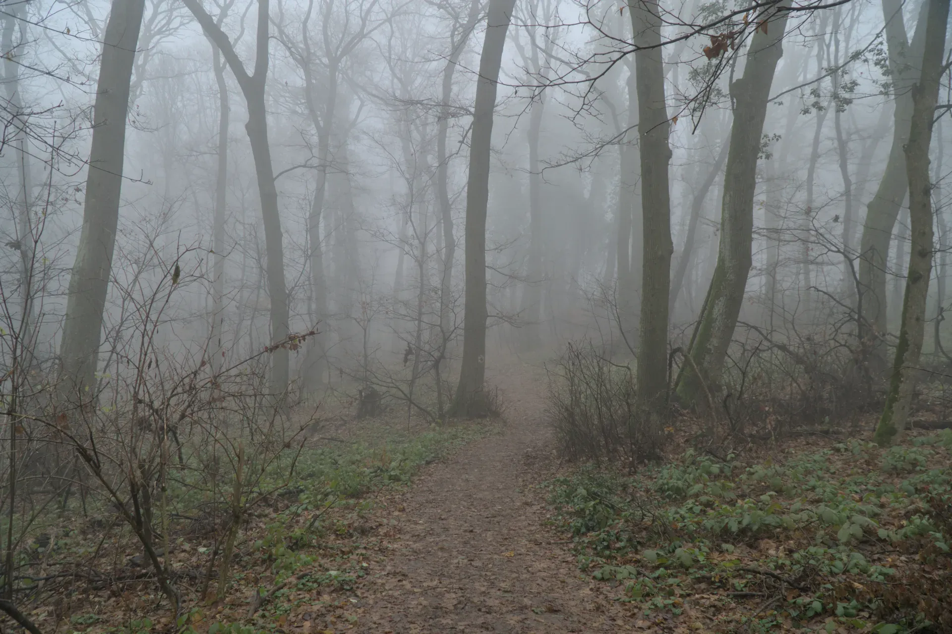 Dense fog in an autumn forest on Fruška Gora with a narrow path winding through bare trees.