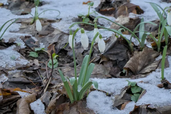Schneeglöckchen blühen im letzten Schnee auf Fruška Gora, Serbien.