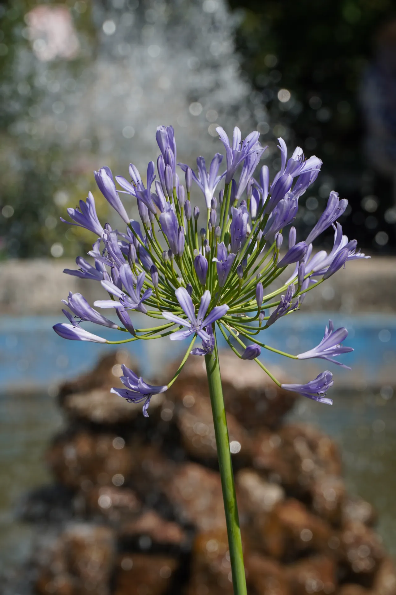 A blooming purple Agapanthus flower stands tall in front of a bokeh background of a water fountain and rocks in Kotor, Montenegro.