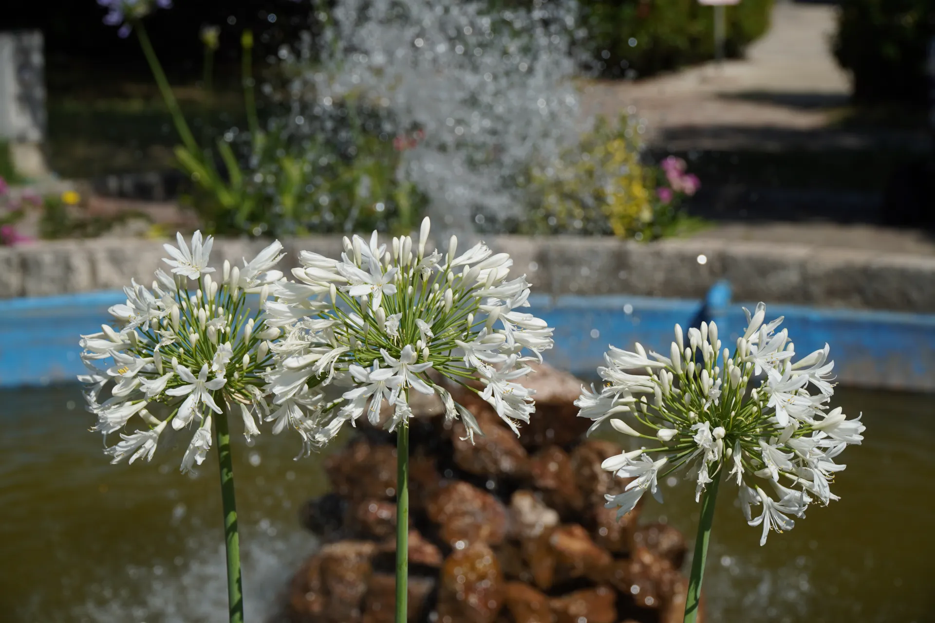 Three white Agapanthus flower heads in focus, with a water fountain spraying in the blurred background and hints of green foliage and colorful flowers.