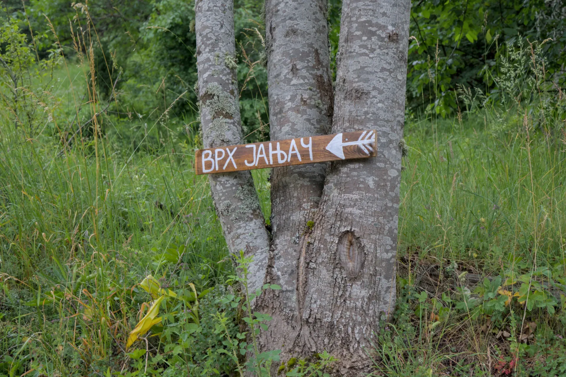 Wooden sign with a white arrow and Cyrillic inscription 'ВРХ ЈАЊАЧ' (Janyač Peak), attached to a tree trunk.