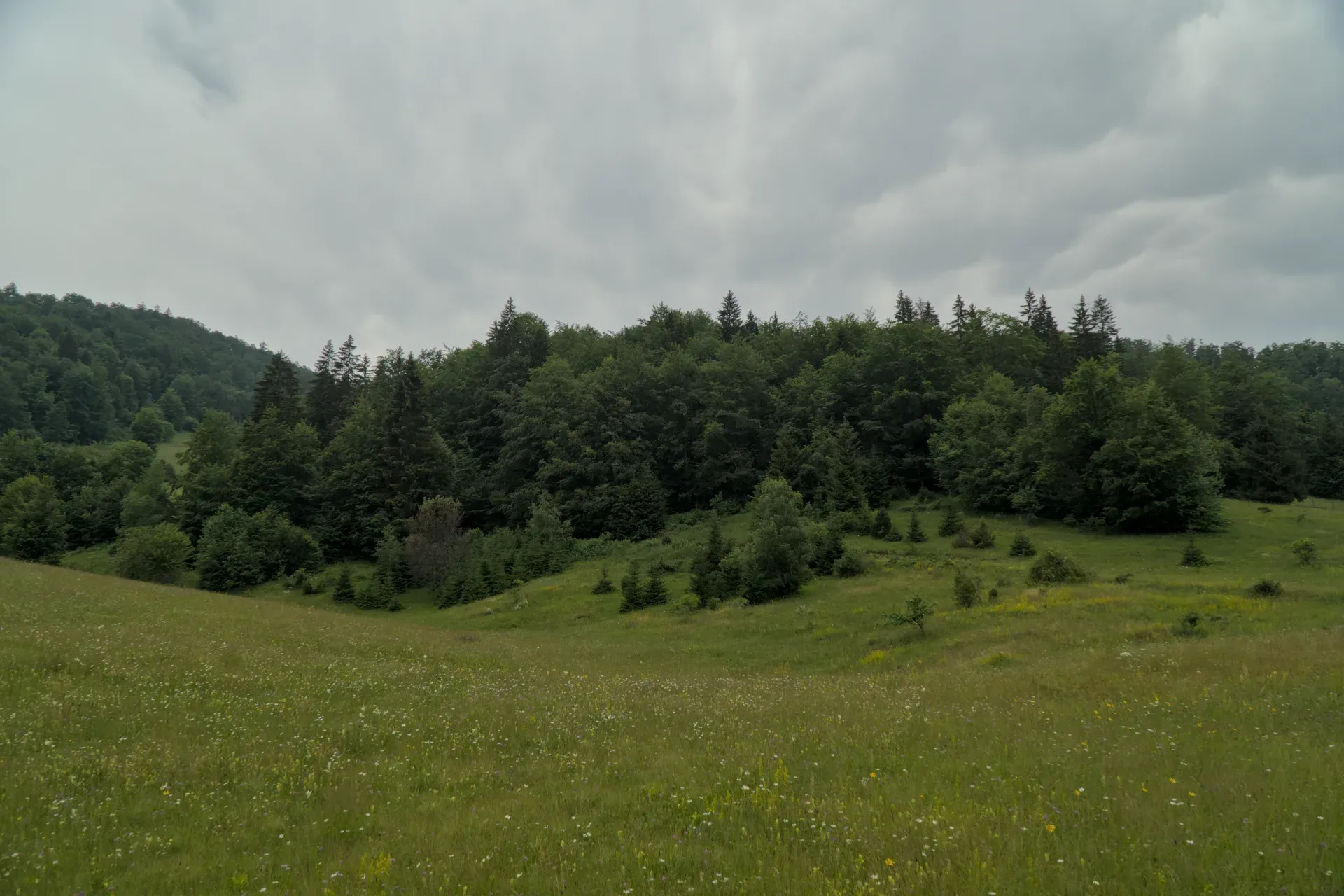Rugged clouds over forests and flower-strewn meadows in Tara National Park, Serbia.