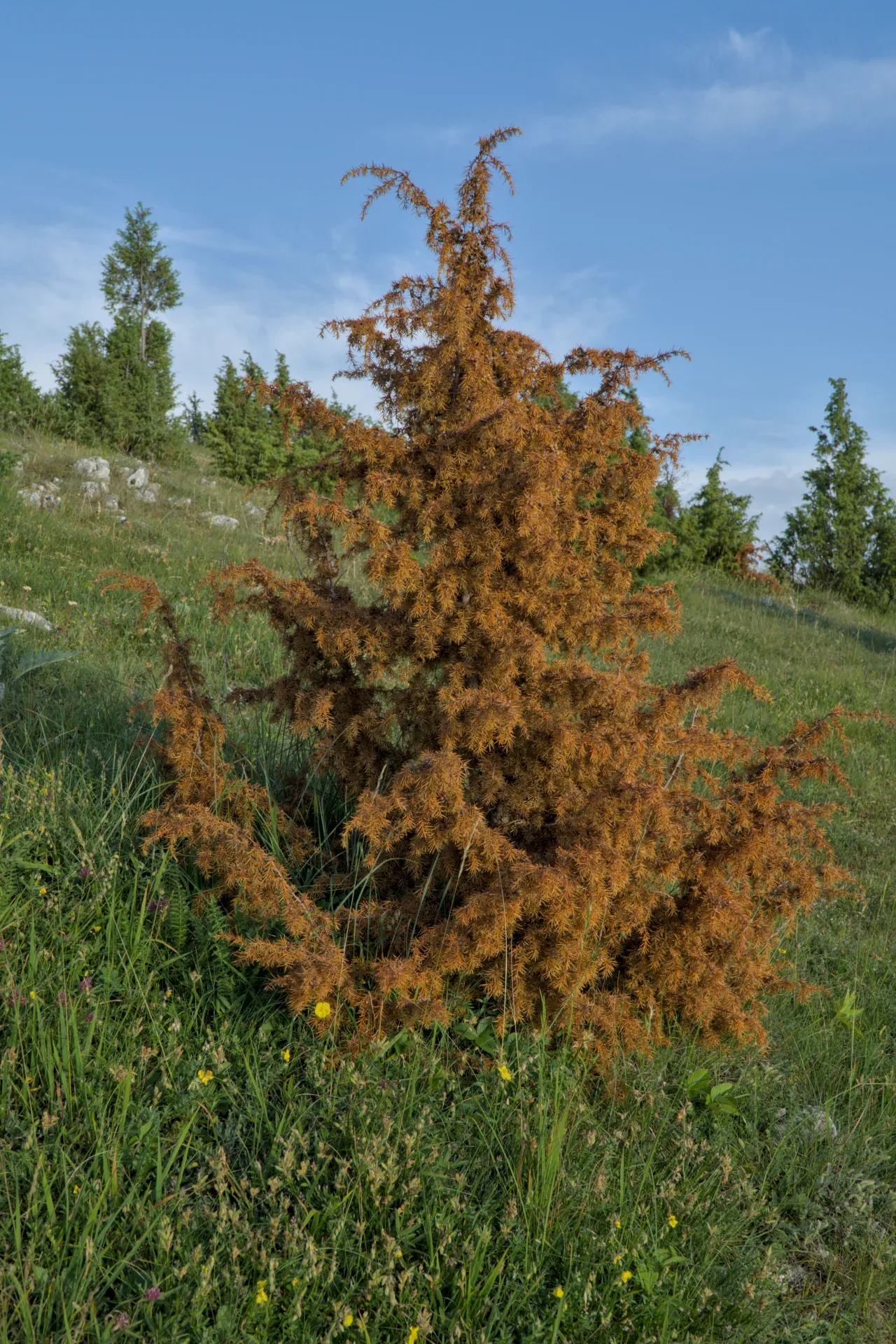 Brown Tree of Life against green grass and blue sky on the Prayer viewpoint.