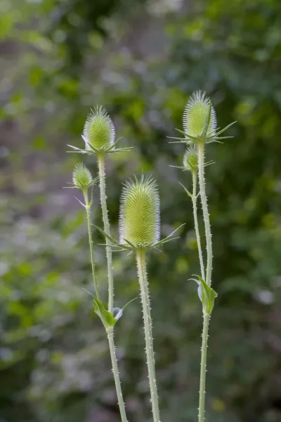 Primer plano de flores de cardo en el Parque Nacional Tara Serbia, Zaovine.
