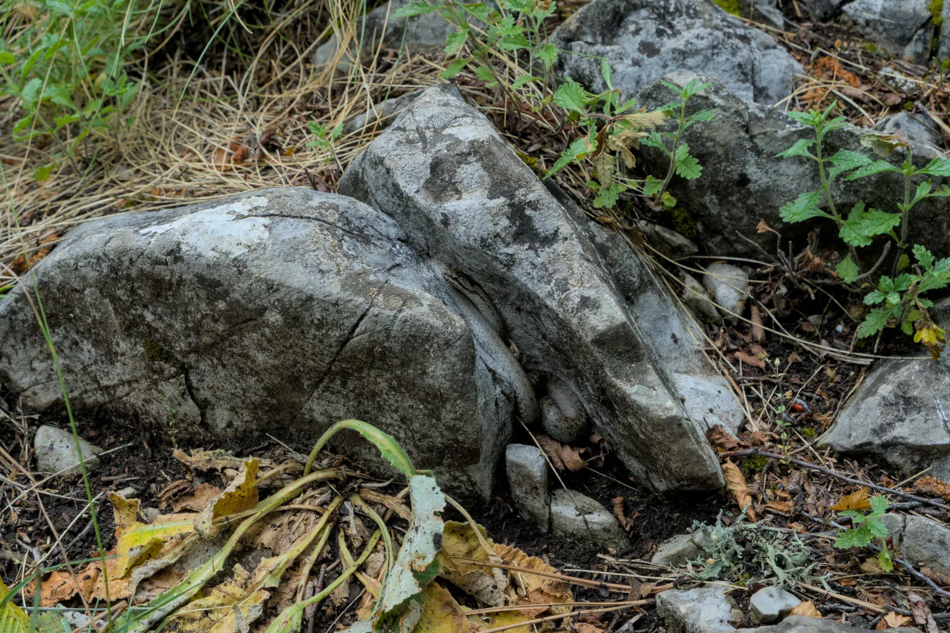 A grass snake perfectly camouflaged amongst the grey rocks of Tara National Park, Serbia.
