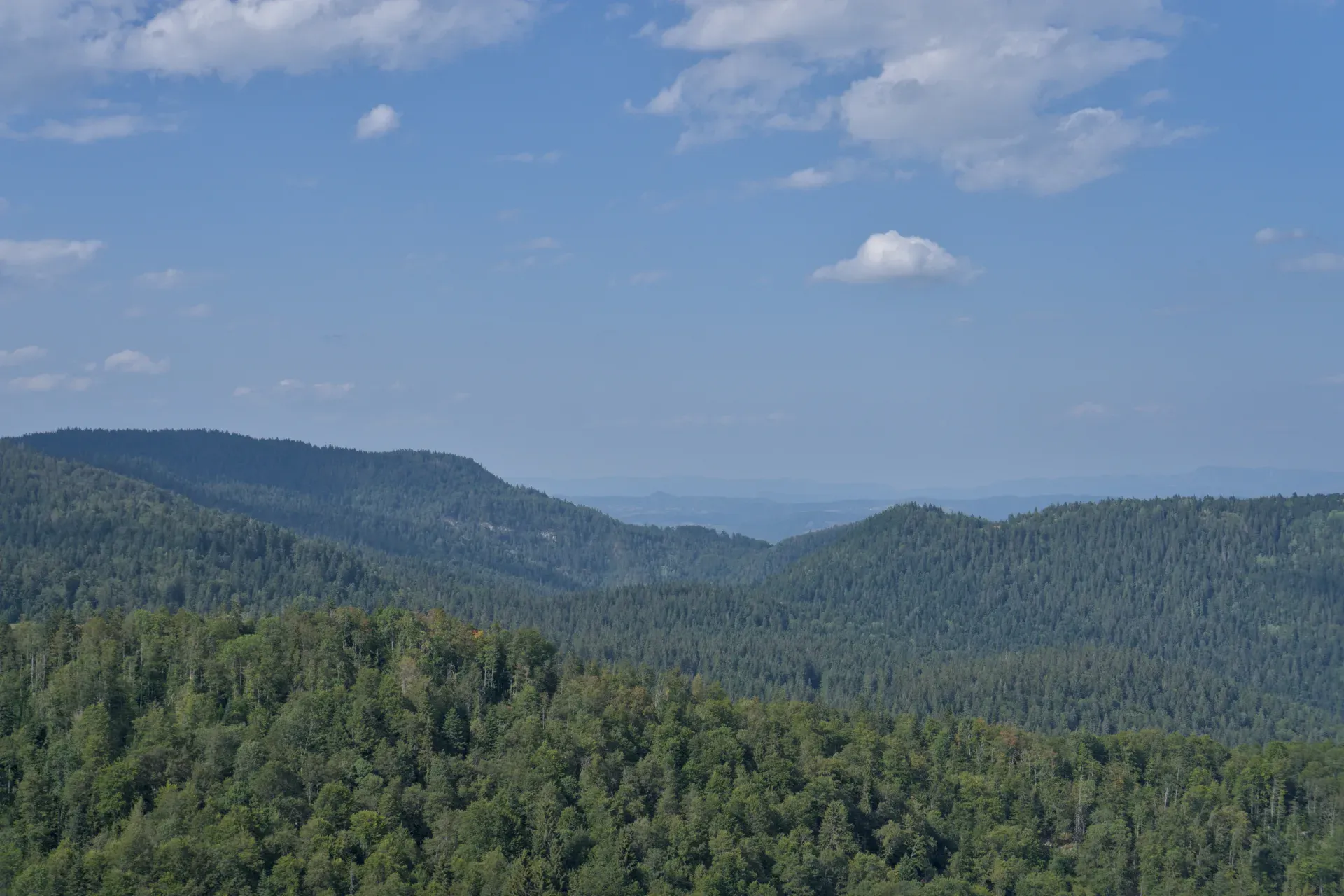Pinezce pines on the mountains around Janyac peak in Tara National Park, Serbia.