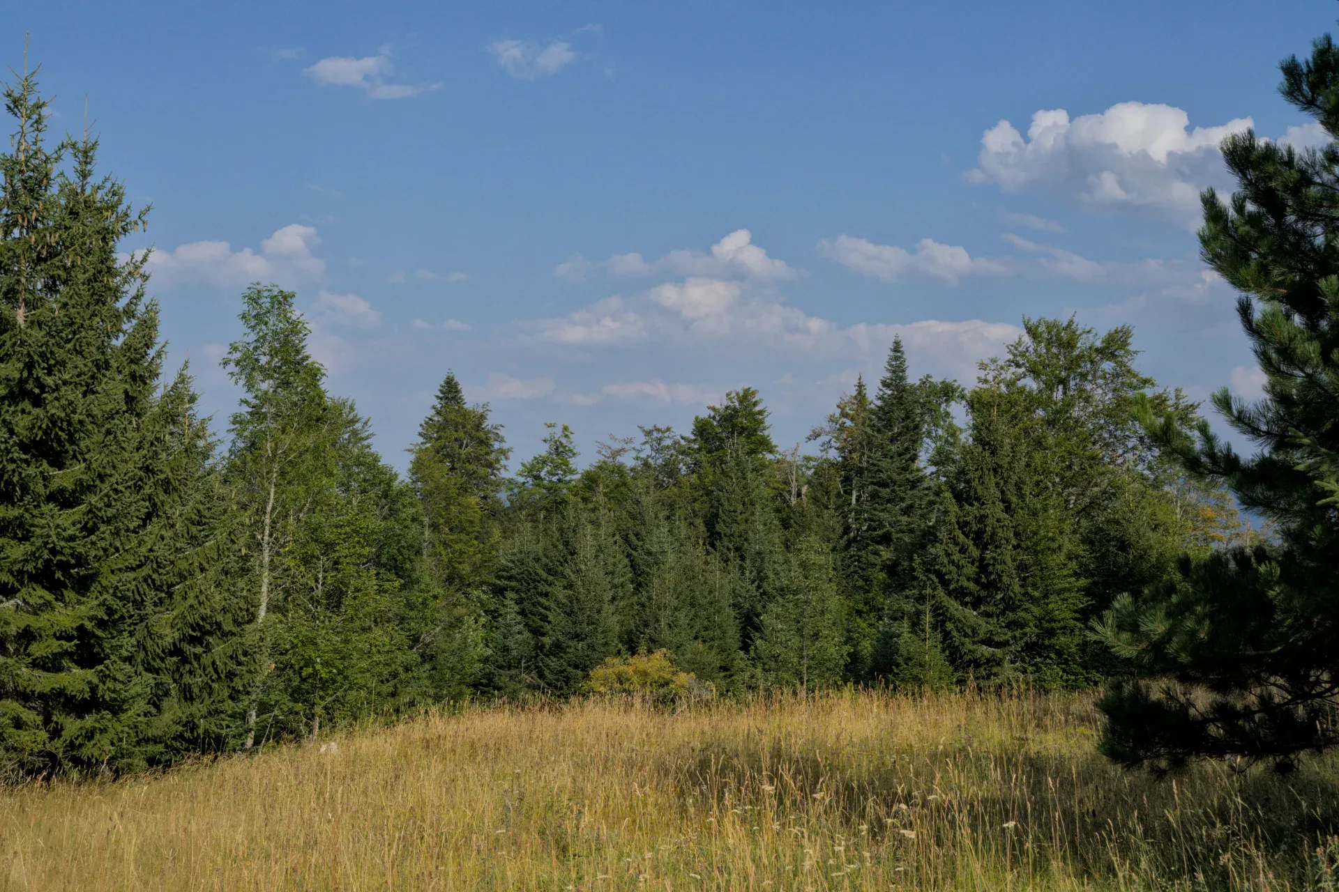 A clearing covered in yellow grass, surrounded by spruce and fir trees, with Mount Jastrebac in the distance.