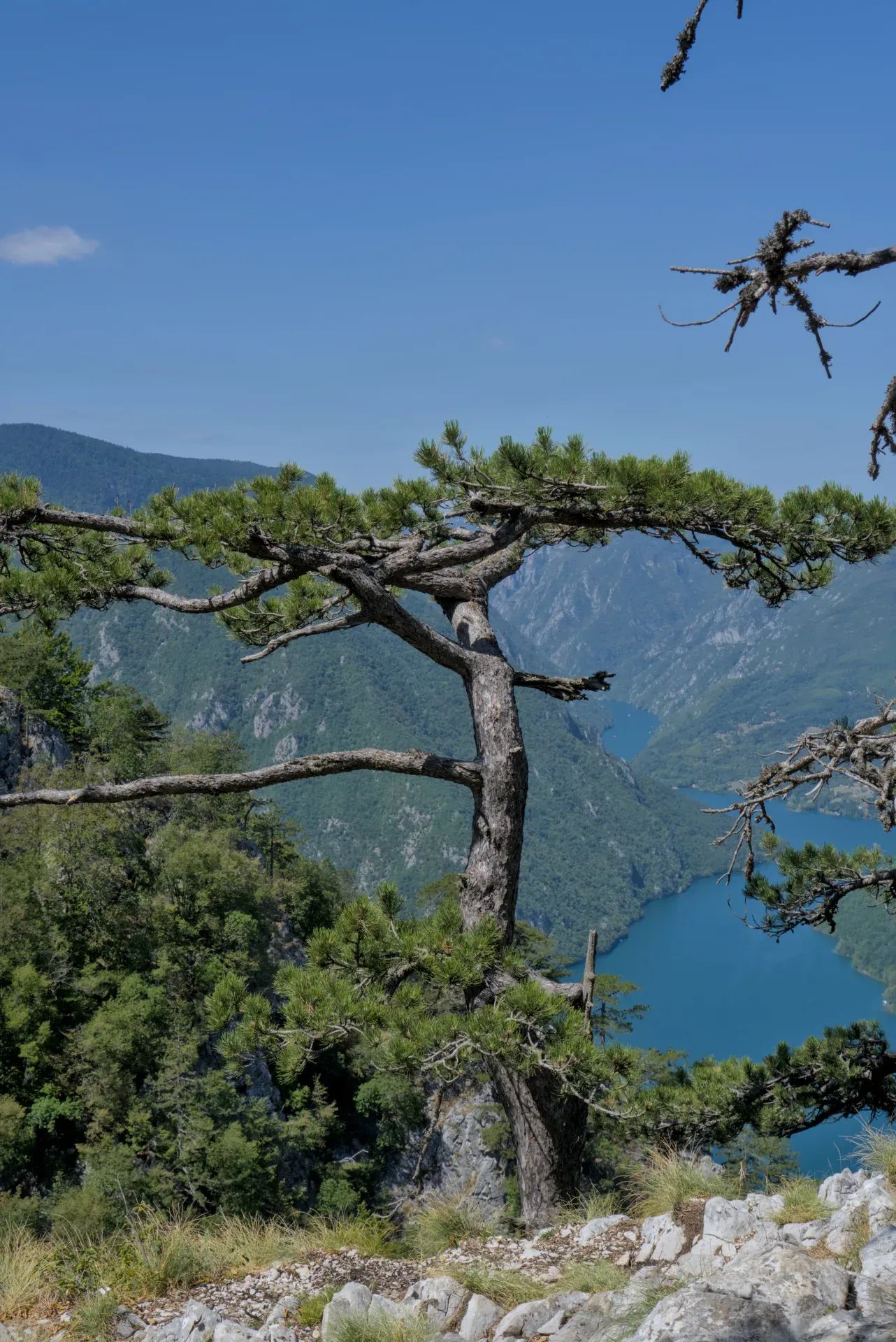 Panoramic view of Perucac Lake from Banjska Stena with a pine tree in the foreground, Tara National Park, Serbia.