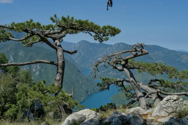 Panoramic view from Banjska Stena overlooking Perućac, framed by pine trees.