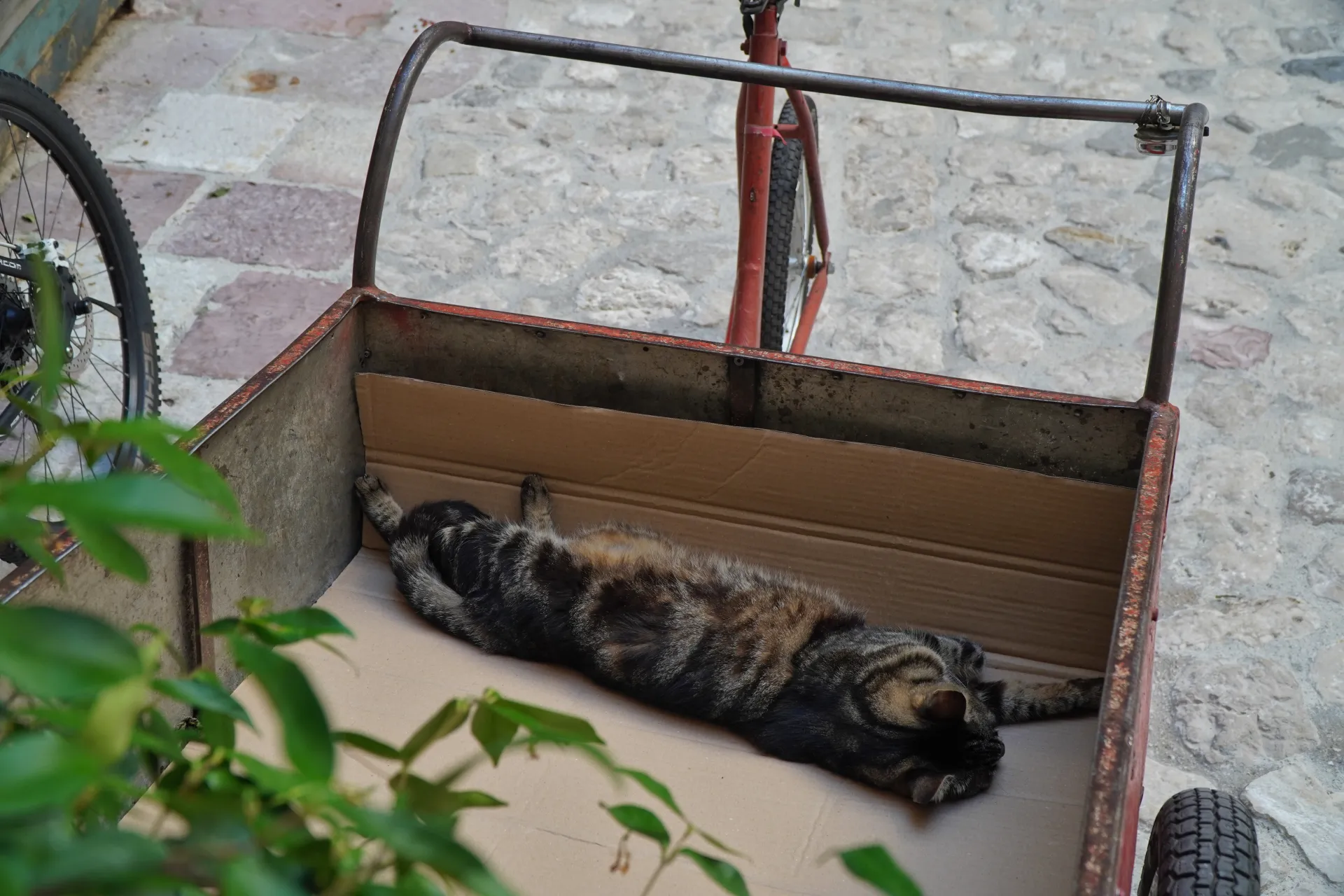 A tabby cat is sprawled out and sleeping in a red metal bicycle cart on a cobblestone street in Kotor, Montenegro.