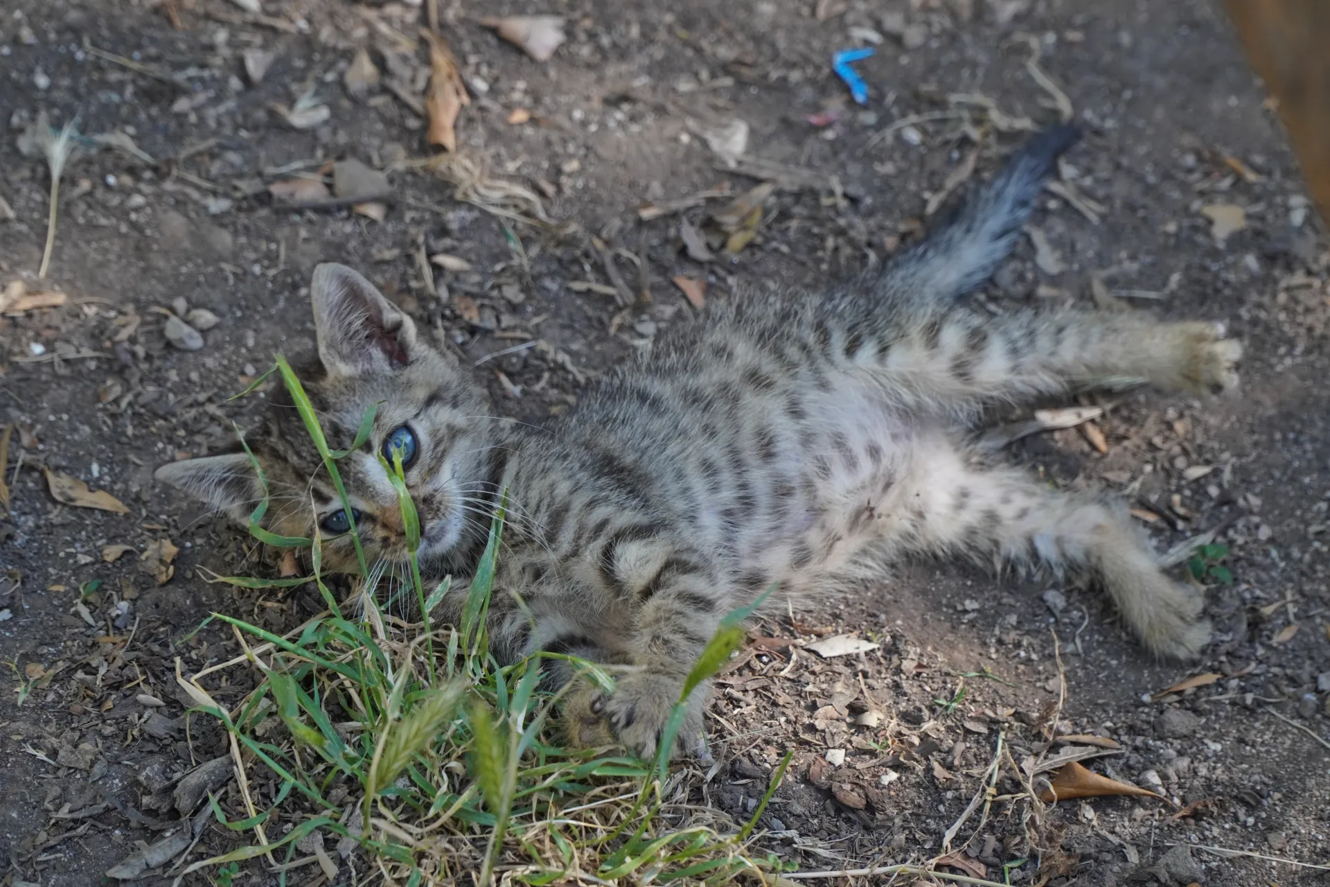 A small tabby kitten lies on its back in the dirt and grass, with its paws in the air and its eyes looking up curiously.