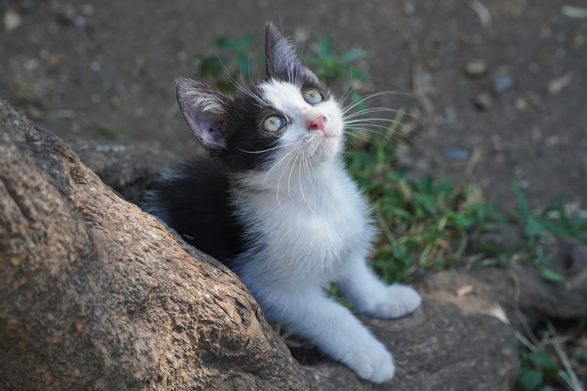 A black and white kitten with wide, blue eyes is looking upwards, sitting on the ground next to a textured tree trunk and some grass in Kotor, Montenegro.
