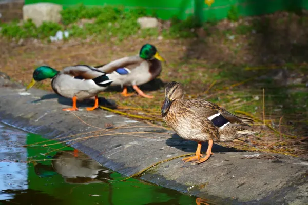 Three ducks stroll by the pond in Danube Park, Novi Sad, Serbia.