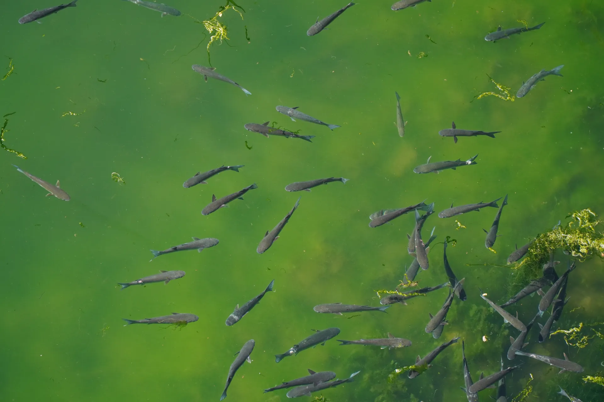 A top-down view of a school of small, grey fish swimming in the clear, green water of Kotor Bay, Montenegro, with visible algae and aquatic plants.