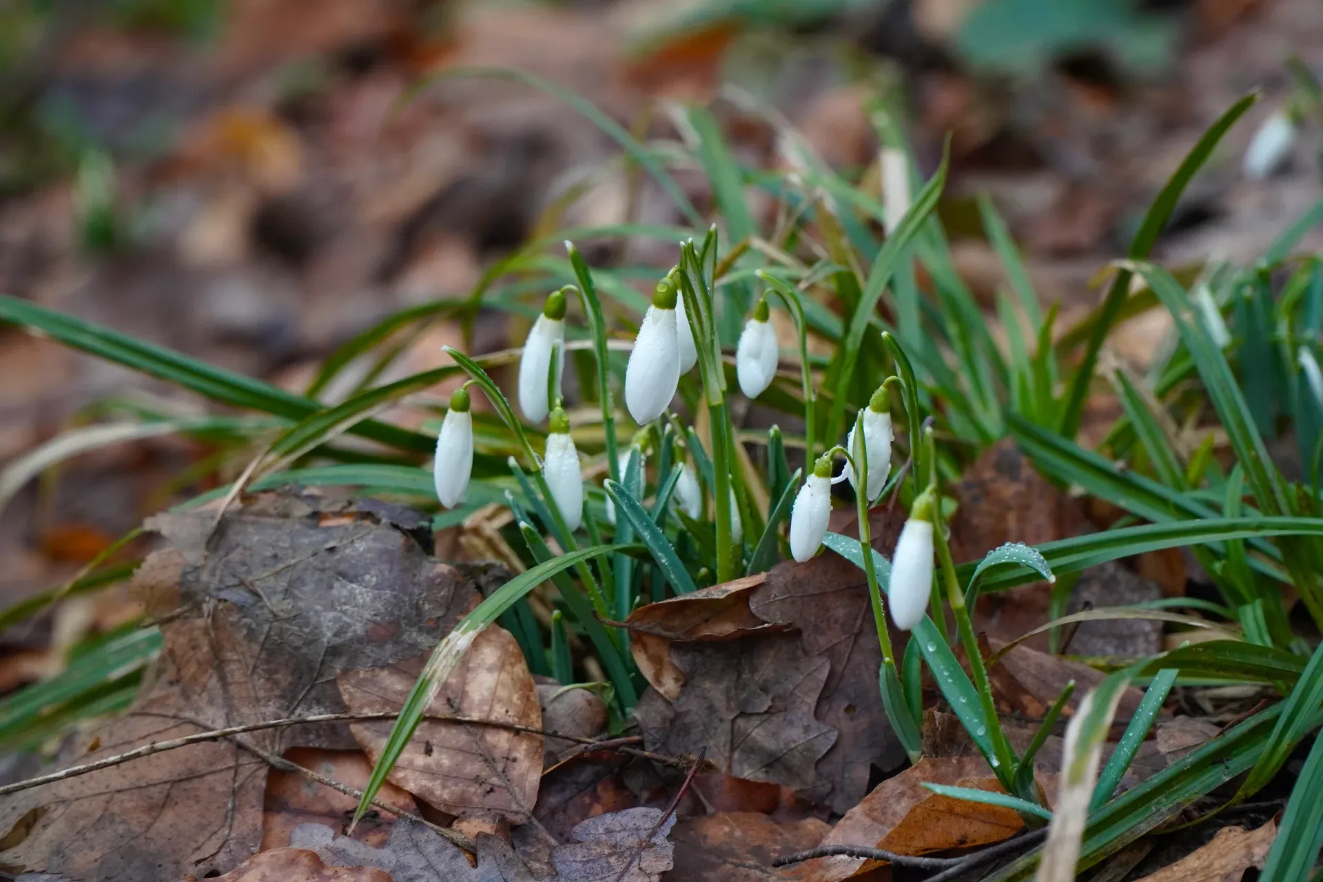 Premières perce-neige sur Fruška Gora en janvier, entourées de feuilles mortes.