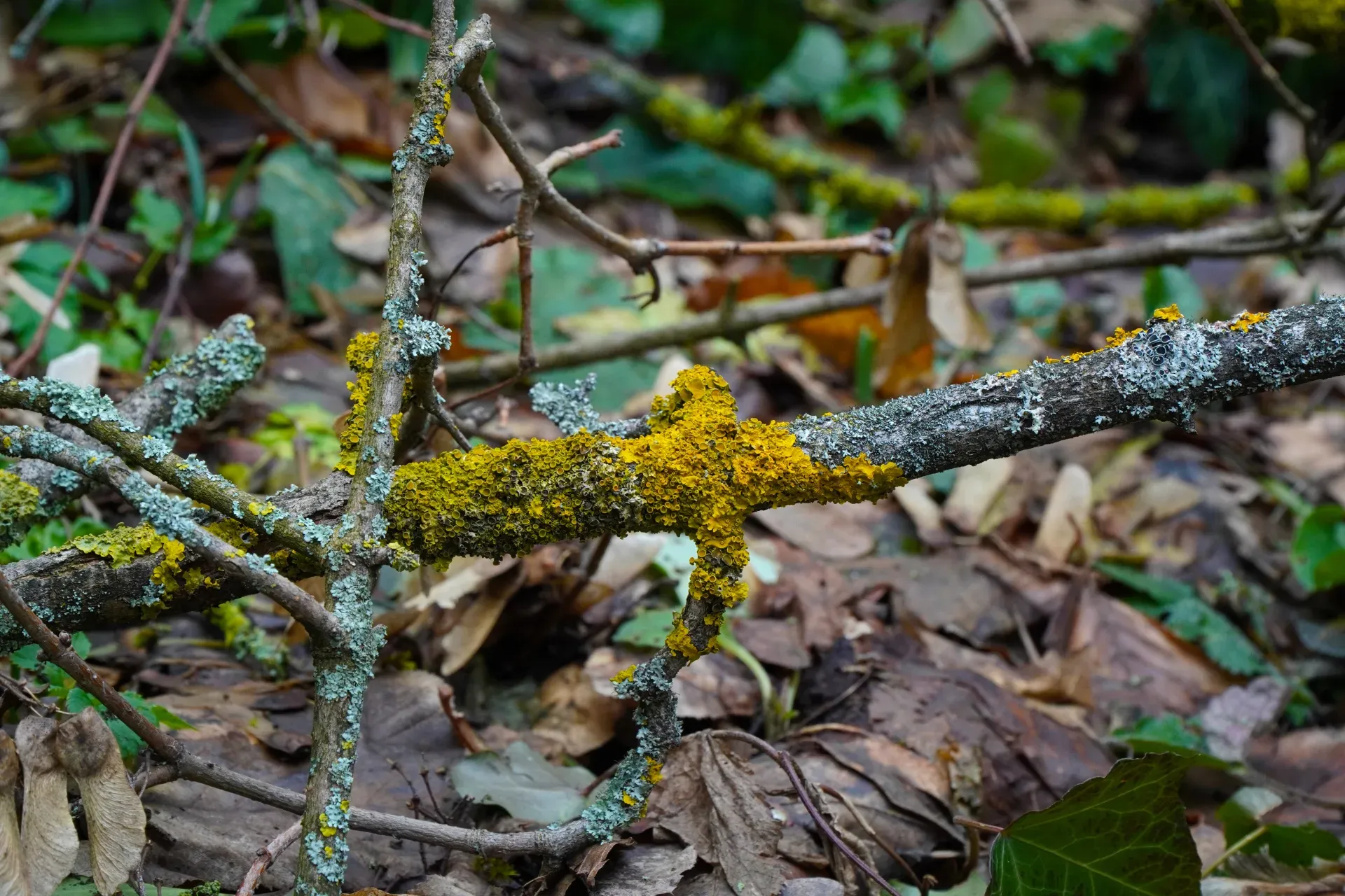 Gros plan de branches dans la forêt hivernale de Fruška Gora, ornées de lichens jaune vif et vert-gris qui brillent de lumière.