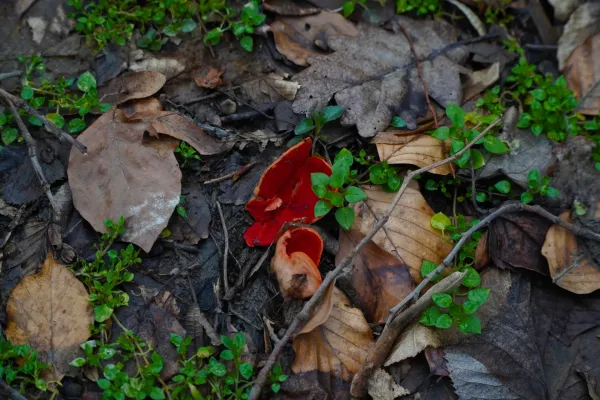 Ein leuchtend roter Pilz mit zarten grünen Trieben auf einem Untergrund aus vergangenen Blättern auf Fruška.