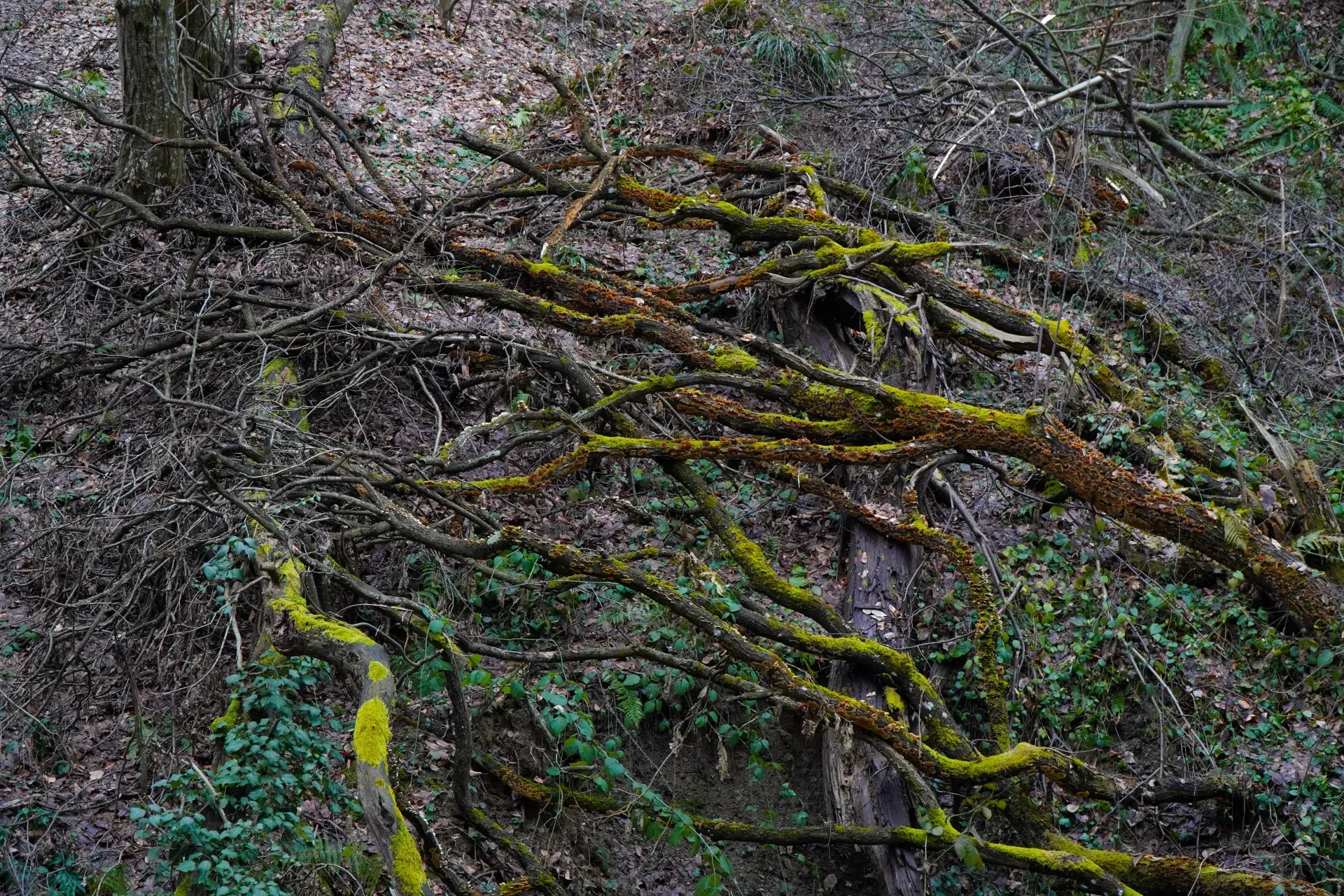 Contrastes d'une forêt hivernale sur Fruska Gora, avec des branches couvertes de mousse.