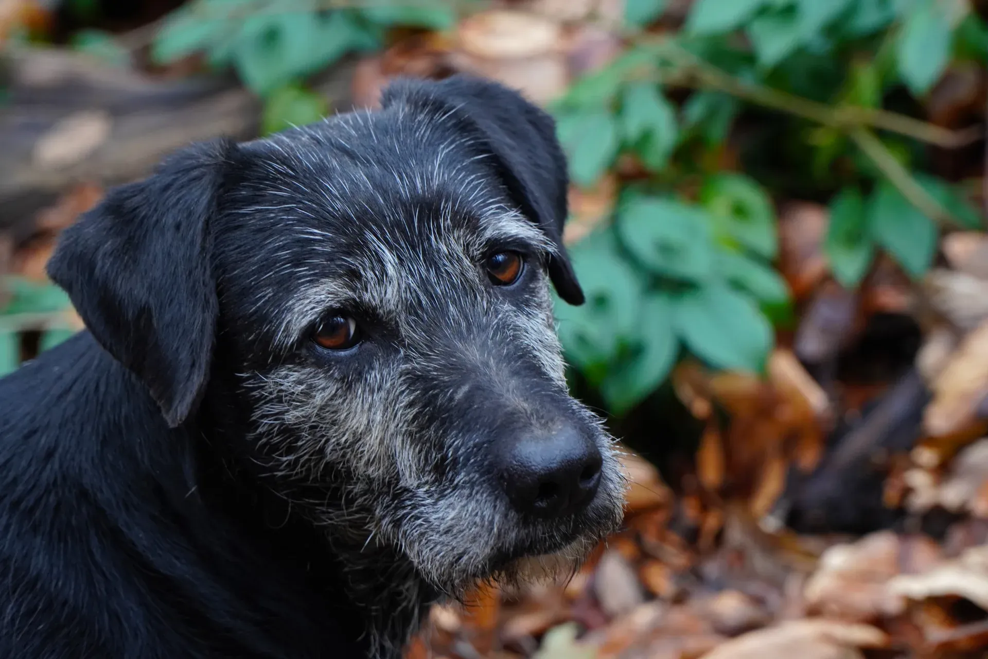 Portrait d'un chien âgé avec un museau grisonnant et des yeux marron expressifs, "Le Meilleur Ami de l'Homme" sur Fruska Gora.