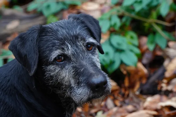 Porträt eines älteren Hundes mit grauem Schnauzbart und treuen braunen Augen, "Freund des Menschen" auf Fruska Gora.