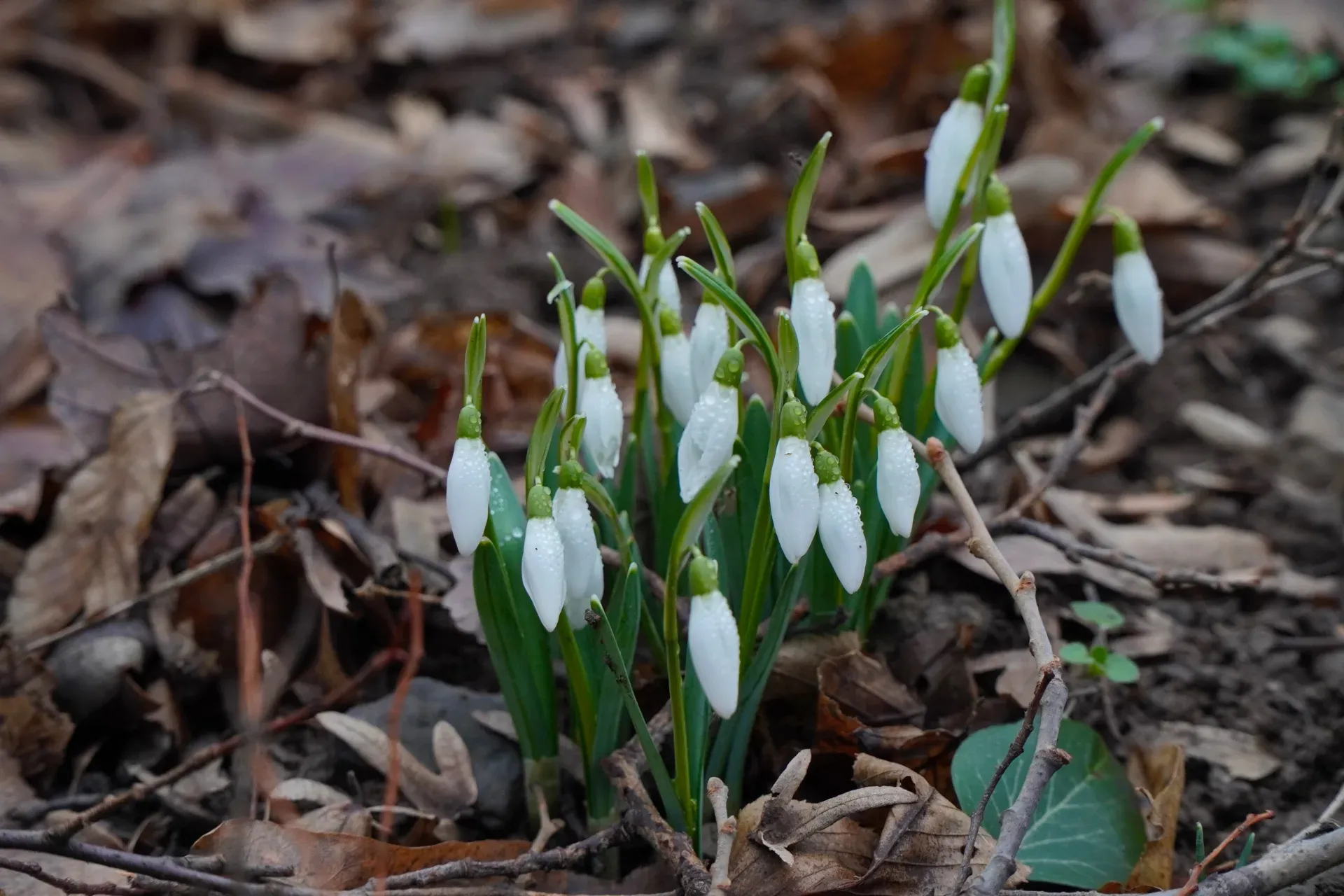Premiers perce-neige émergeant sur Fruska Gora fin janvier, entourés de feuilles mortes.