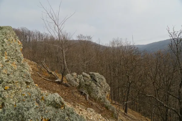 Zimska šuma sa golim drvećem i stenovitim terenom na Orlovim stenama, Fruška Gora, Srbija.