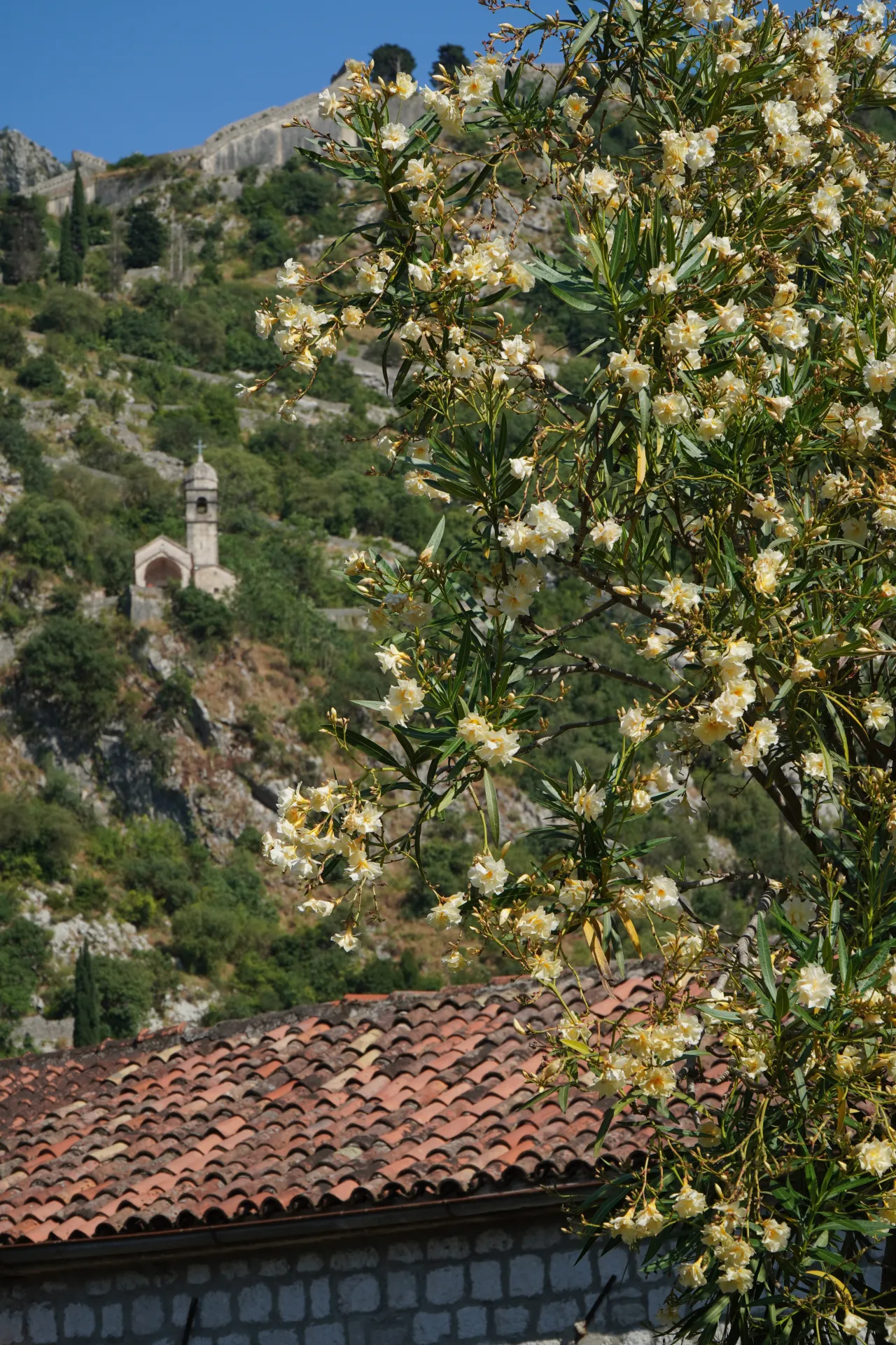 A close-up of a flowering oleander bush in the foreground, with a stone church and ancient fortress walls on a green hillside in the background, under a bright blue sky in Kotor, Montenegro.