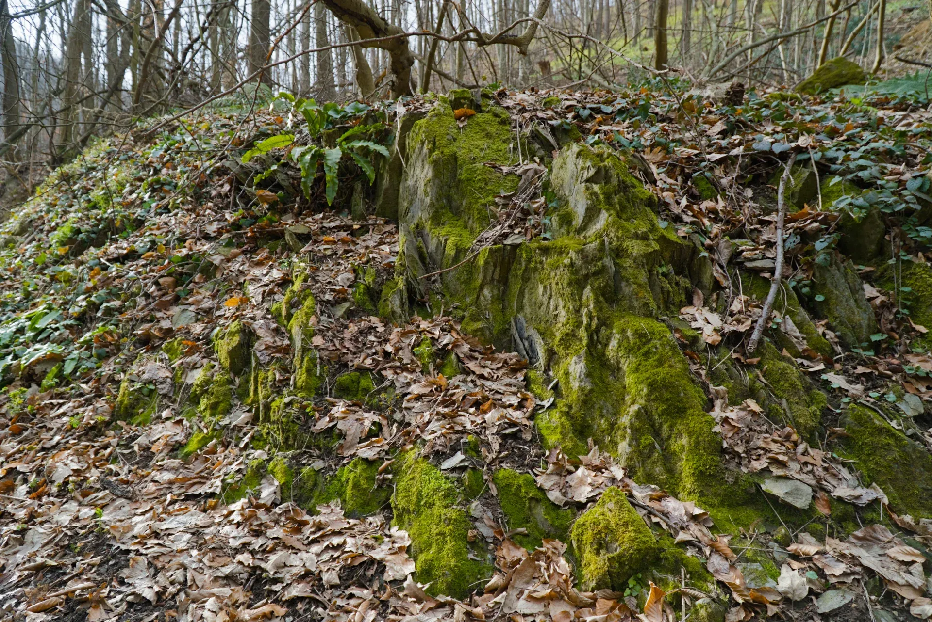 Roches couvertes de mousse vert vif dans la forêt sur Fruška Gora, Serbie.