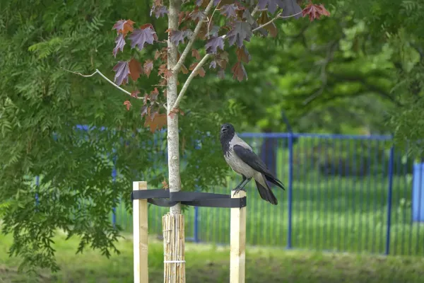 Graciozna vrana sedi na drvenoj potpori mladog drveta na Dunavskom keju pored Štranda u Novom Sadu, sa zelenilom u pozadini.
