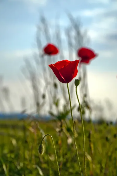 Živopisni crveni makovi u zalasku sunca, snimljeni na periferiji Novog Sada, Srbija.