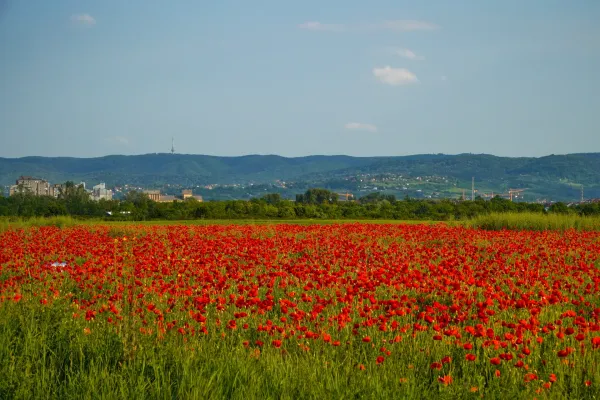 Makovo polje u pozadini Fruške gore i TV tornja, pejzaž Srbije.