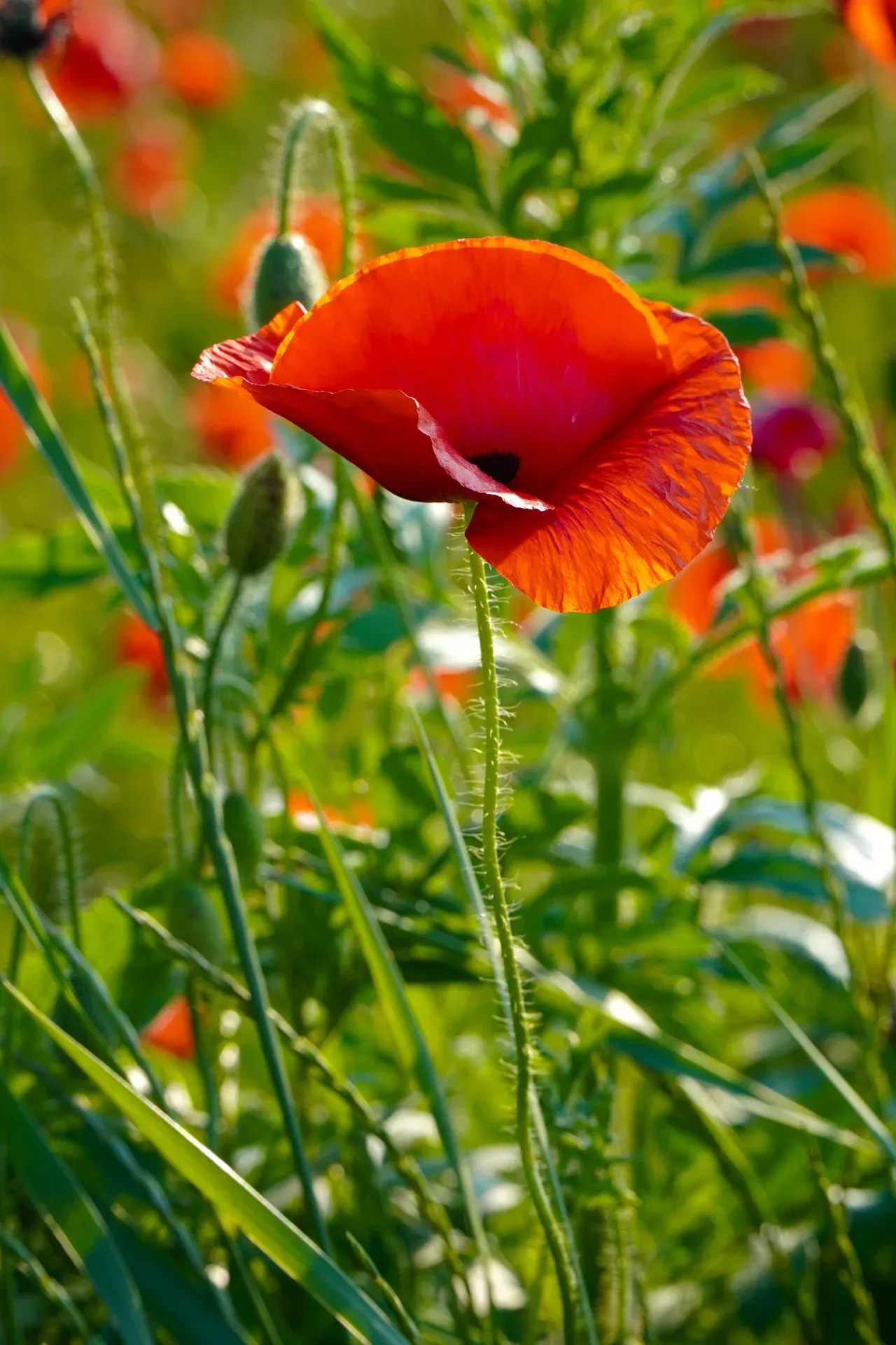 Papavere luminoso in un campo, orientamento verticale, primo piano dettagliato del fiore.