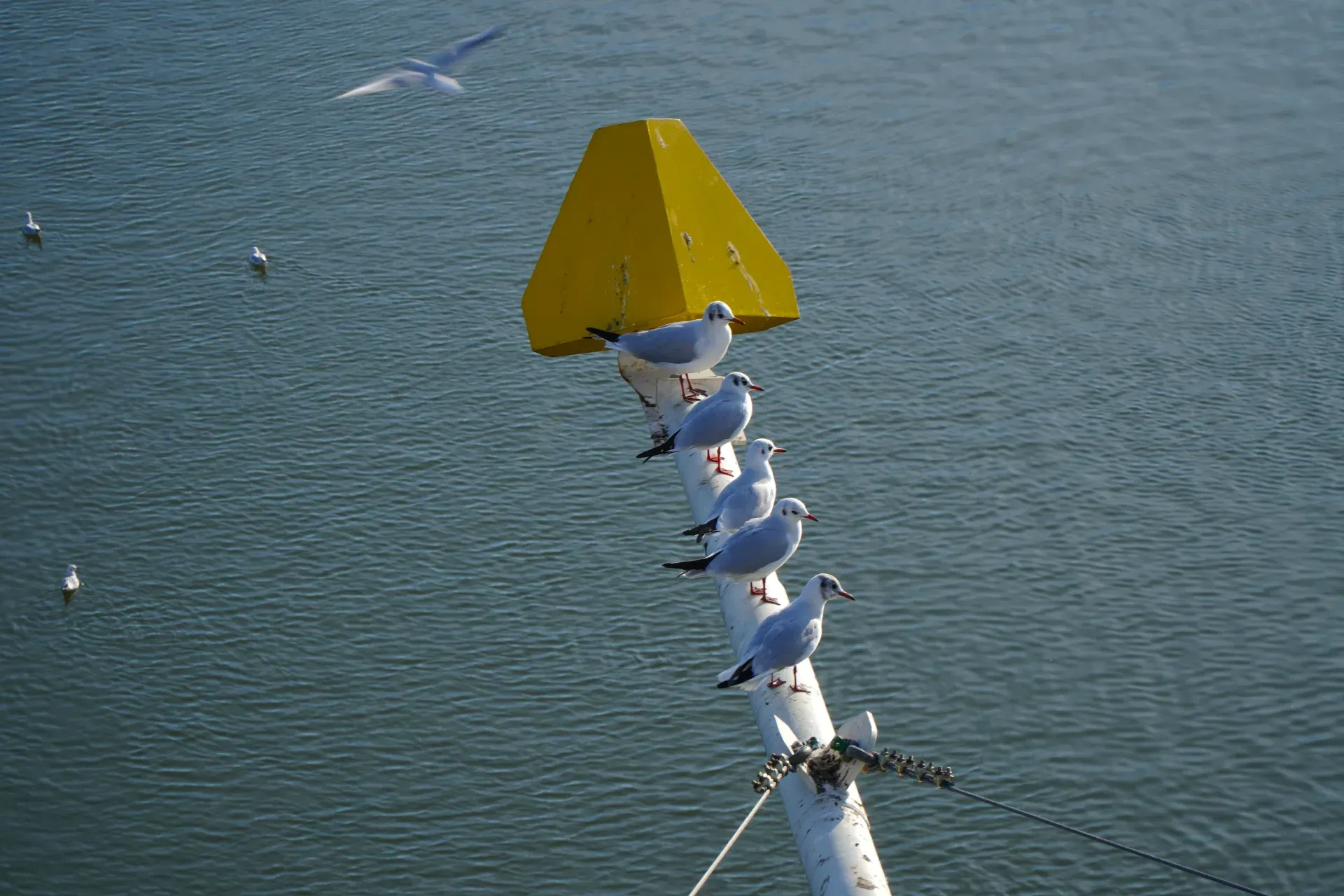 A group of seagulls sits on the mast of the Varadin Bridge in Novi Sad, against a backdrop of blue water.
