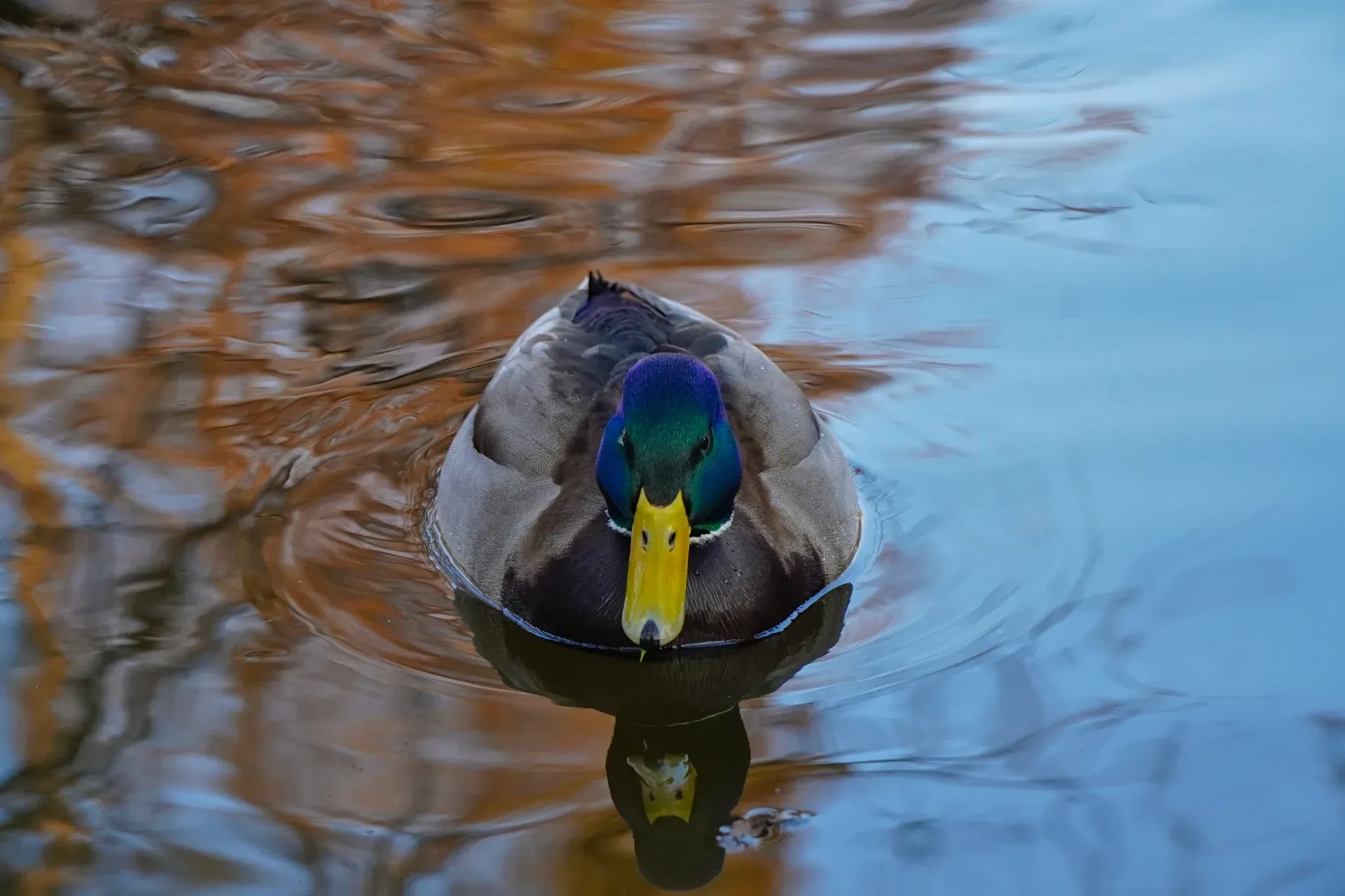 A drake swims on a pond in Danube Park, reflected in the water.