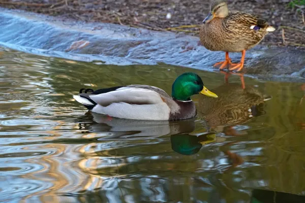 Mužjak sa živopisnim zelenim perjem pliva pored patke na ribnjaku u Dunavskom parku.