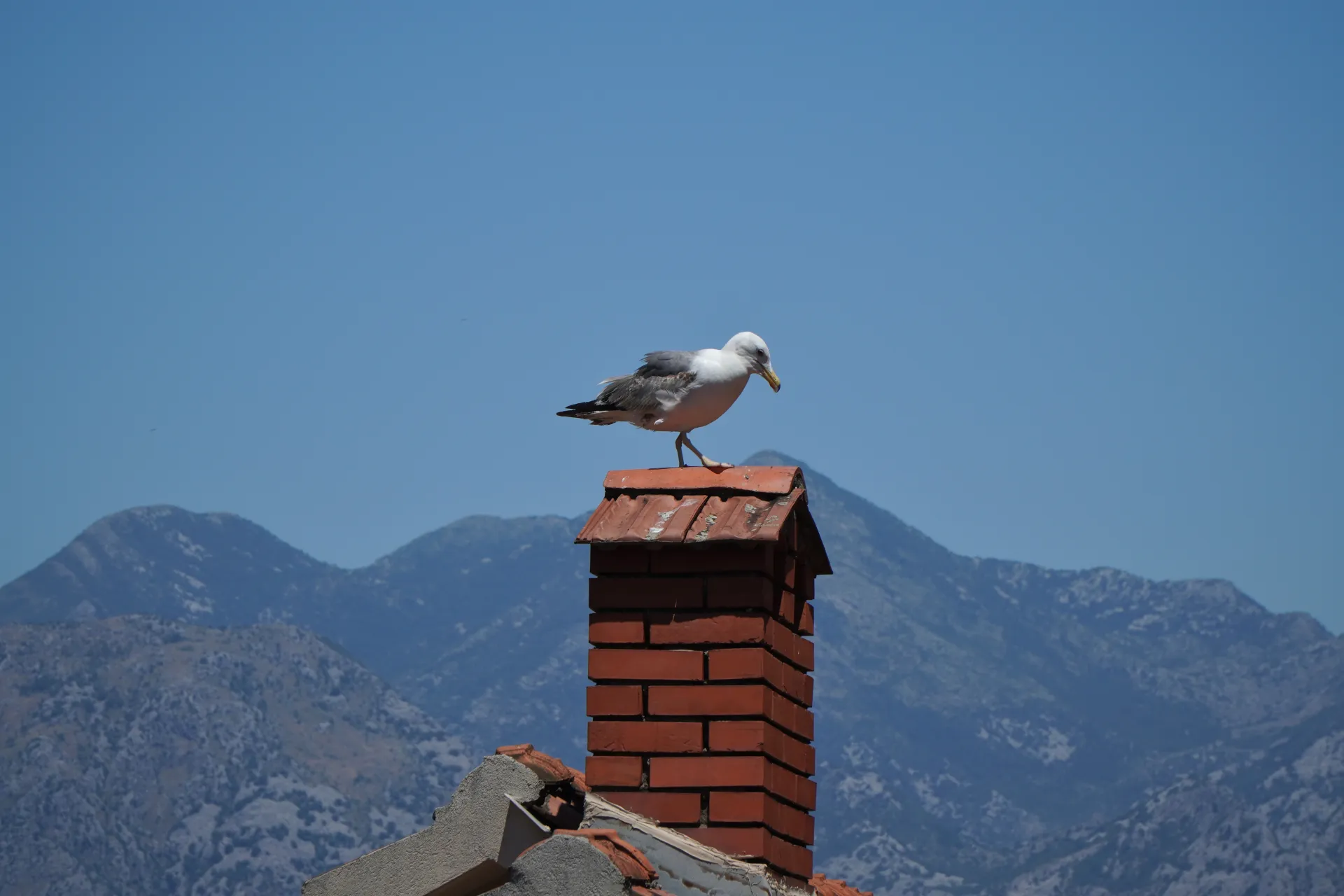 A white and grey seagull stands on a red tiled chimney, with rugged blue mountains and a clear sky in the background.