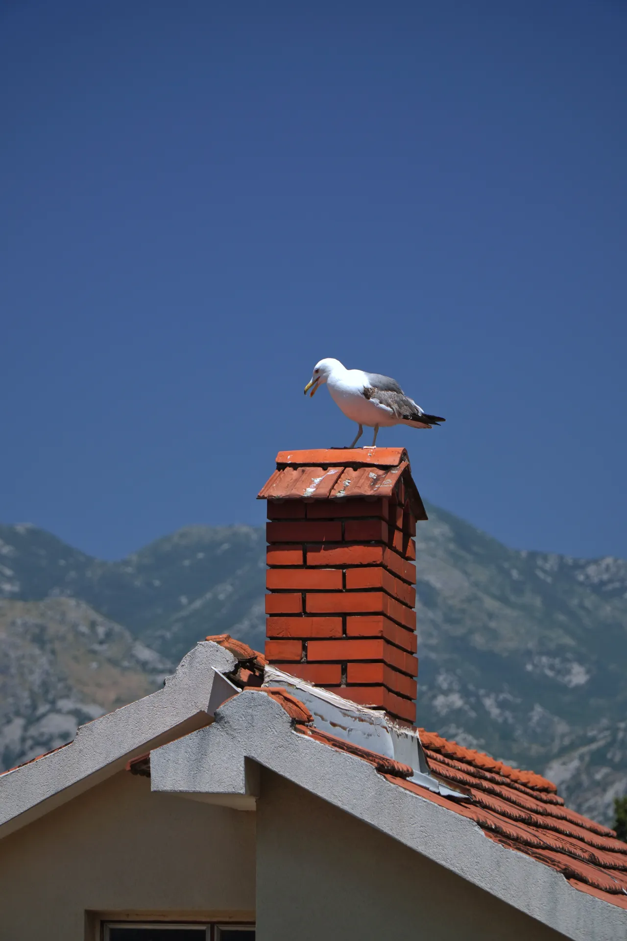 A seagull stands on a red brick chimney on a tiled roof, with blurred mountains and a bright blue sky in the background, in Kotor, Montenegro.
