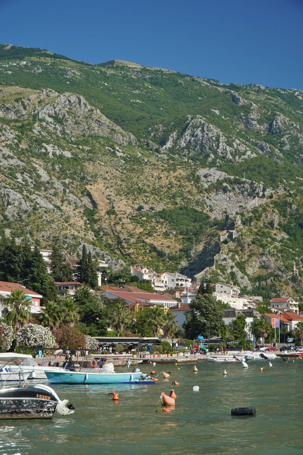 Boats docked in the calm waters of Kotor Bay, with colorful buildings and a vibrant promenade leading up to a steep, green mountain range with visible fortress walls in Montenegro.
