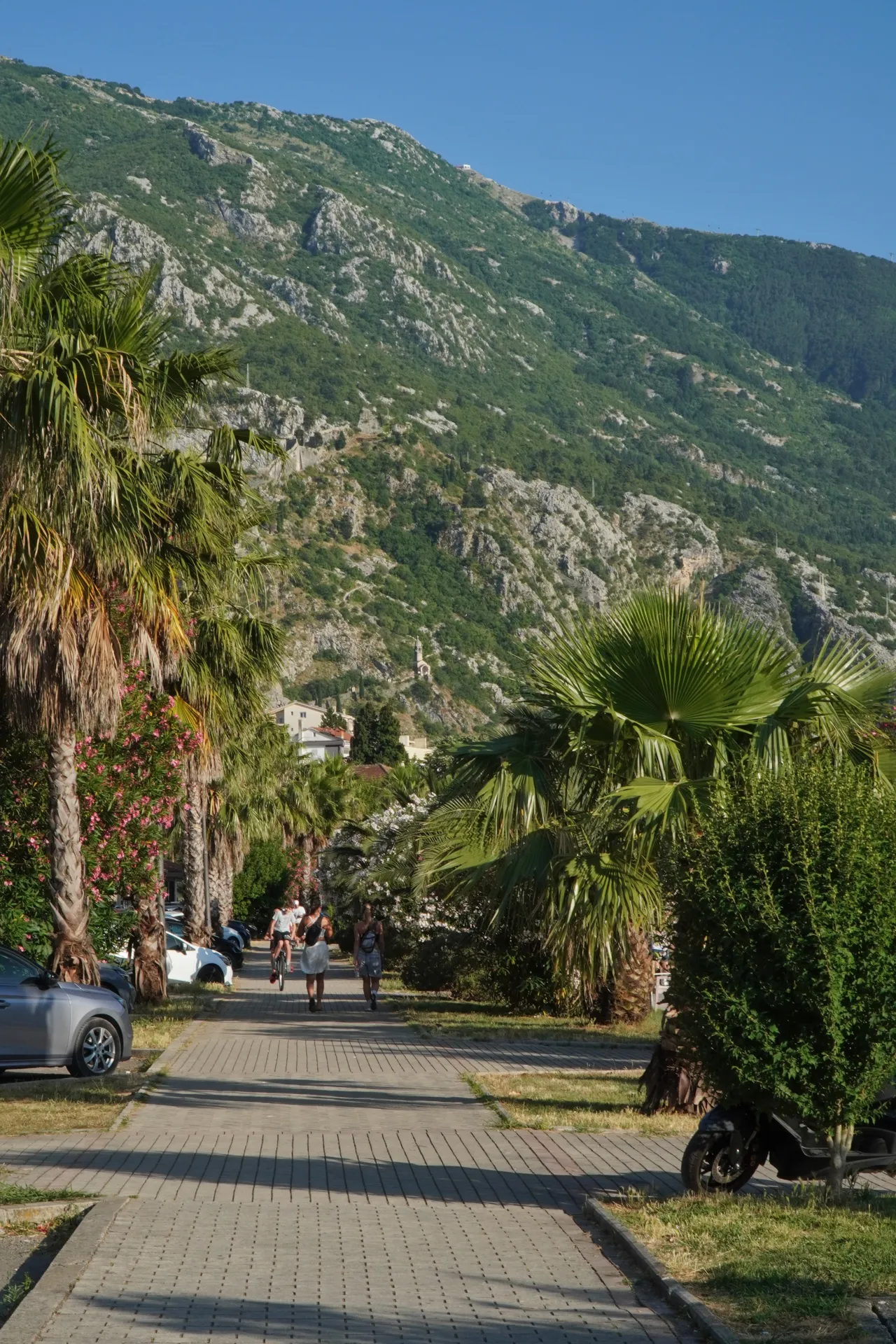 A paved promenade with palm trees and people walking and cycling, with a green mountain in the background under a clear blue sky in Kotor, Montenegro.