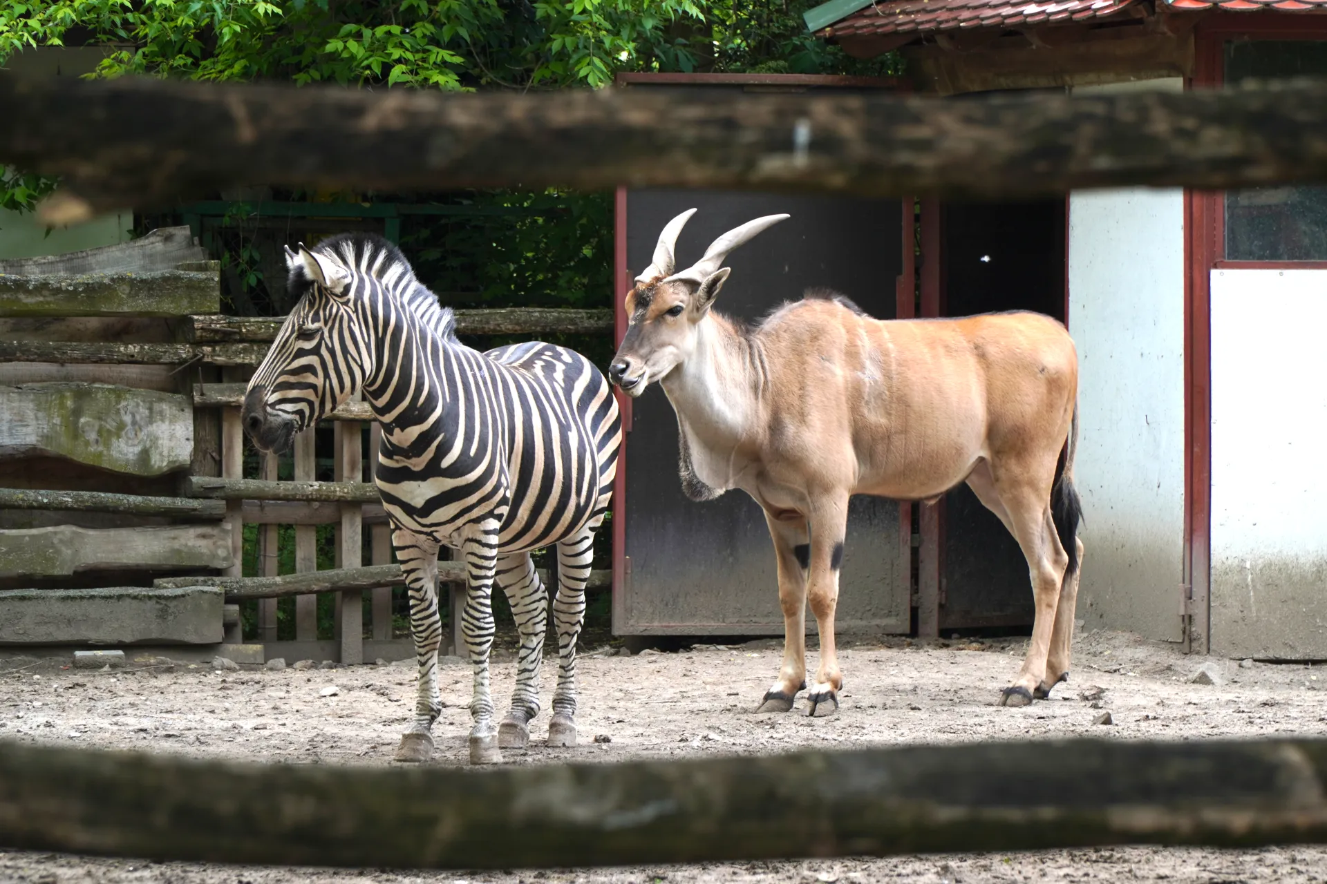 A zebra with black and white stripes stands next to a tan-colored eland with long, spiraled horns within an enclosure at the Palic Zoo.