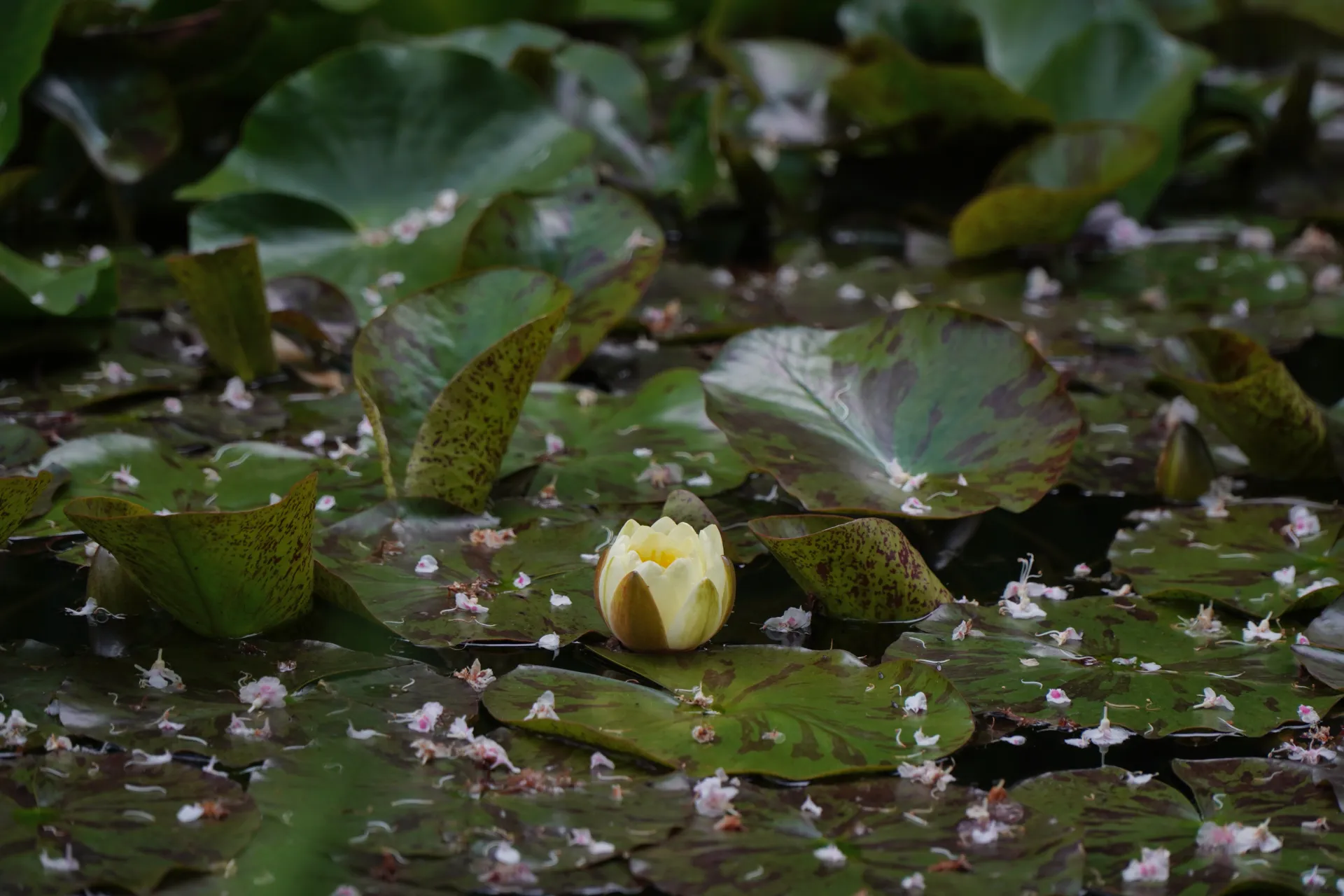 A single yellow water lily flower with visible petals and stamens is floating on the surface of dark water, surrounded by large, green lily pads, some of which are mottled with reddish-brown patterns. Small white and pink petals are scattered across the lily pads and the water.