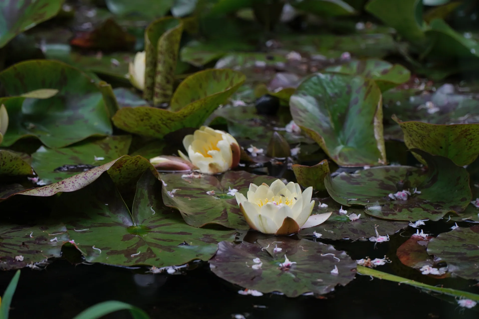 Close-up of several white water lilies floating on dark water, surrounded by large, green lily pads with maroon markings, in Palic, Serbia.
