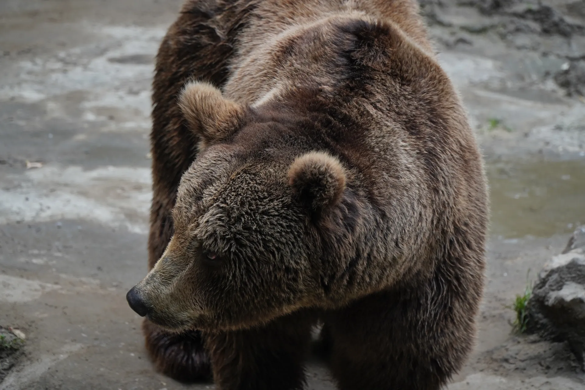 A brown bear with detailed fur texture looking to the left, at Palic Lake in Serbia.