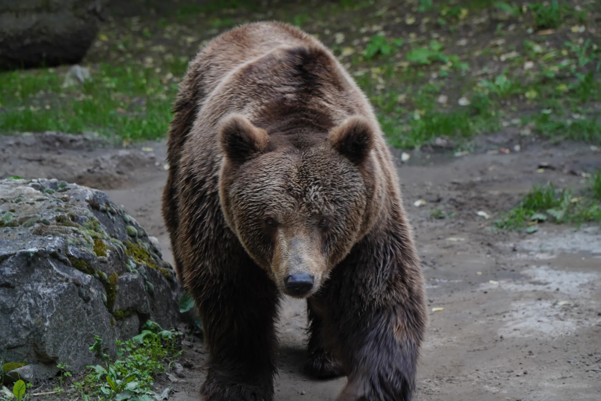 A brown bear with wet fur walks towards the camera on a dirt path, with a moss-covered rock and greenery in the background, in Palic, Serbia.