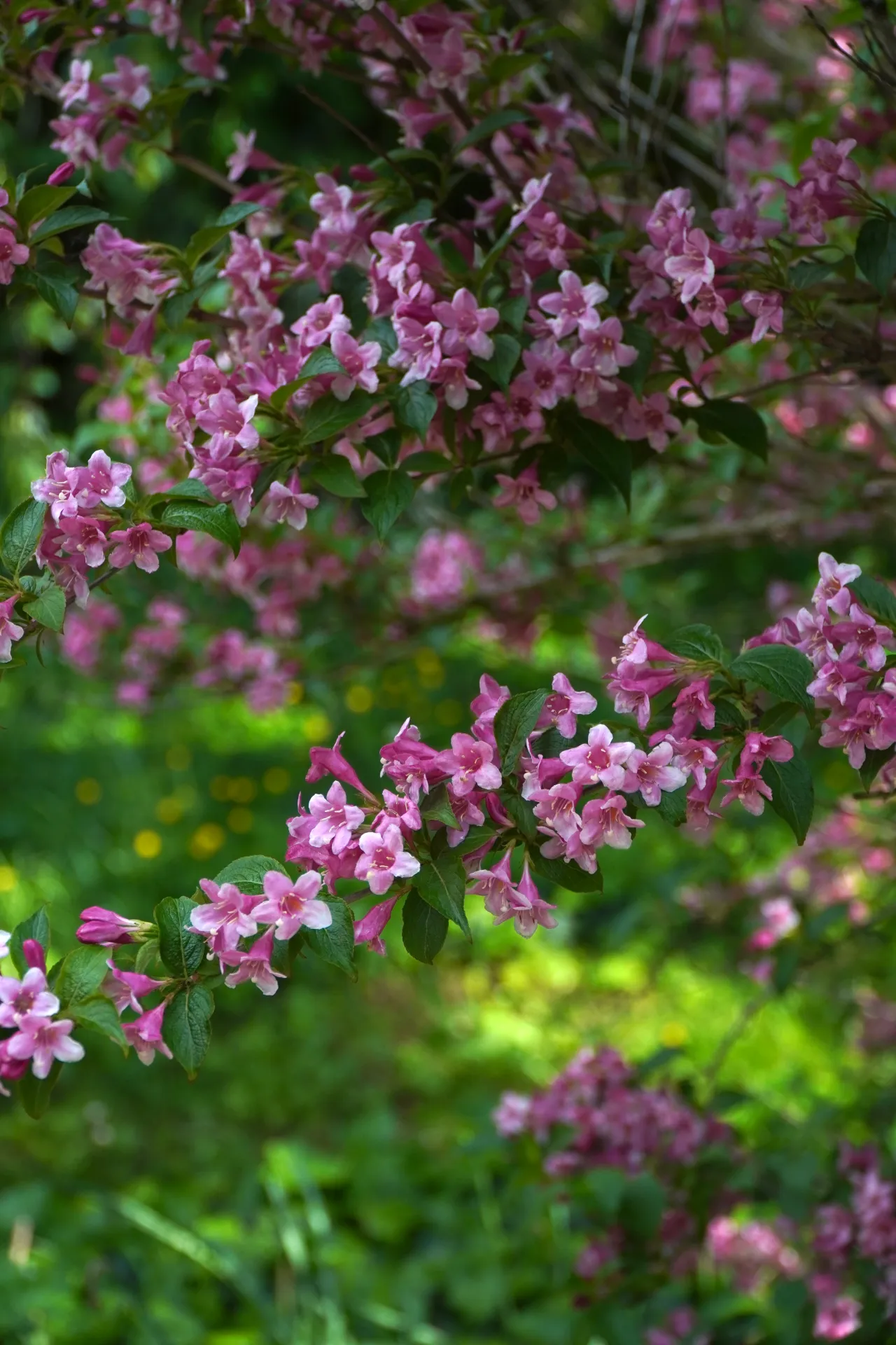 Close-up of a branch laden with clusters of small, trumpet-shaped pink Weigela flowers, with blurred green foliage and yellow accents in the background.