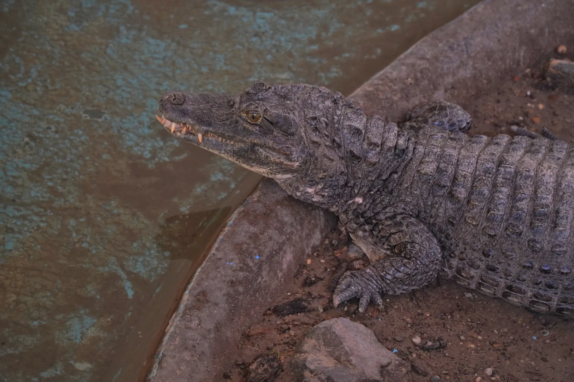 A crocodile with visible teeth lies on the edge of a body of water and a dirt bank.