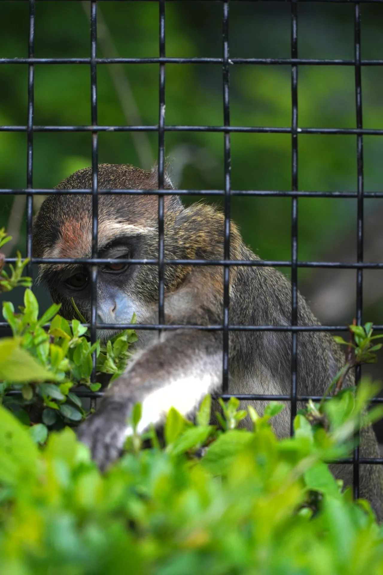 A monkey with dark fur and a blueish face is behind a black metal fence, with green leaves in the foreground.